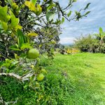 WhatsApp Image 2024-07-27 at 12.28.43 PM (1)