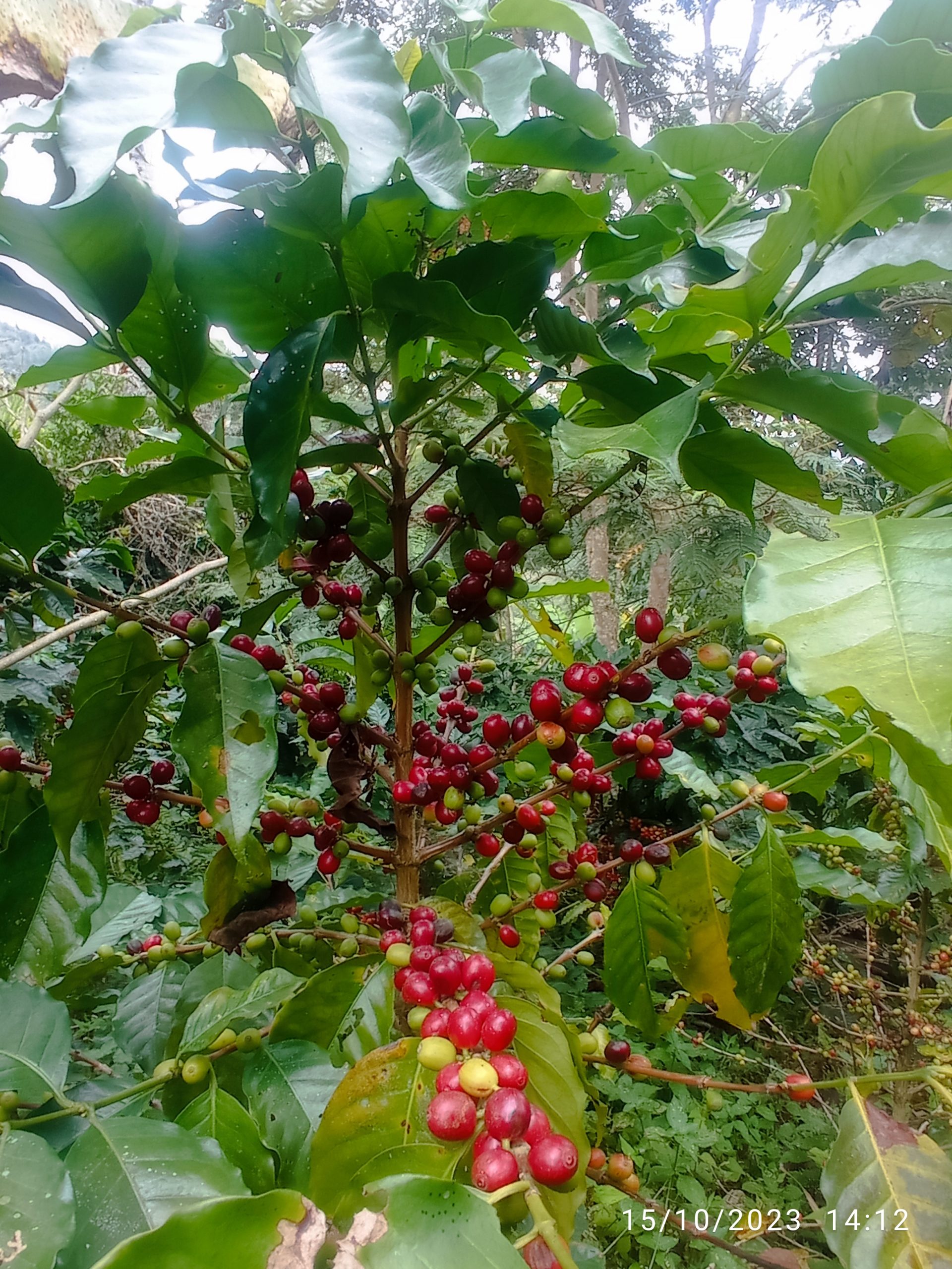 EN VENTA ESPECTACULAR PROYECTO EN GUAYATA